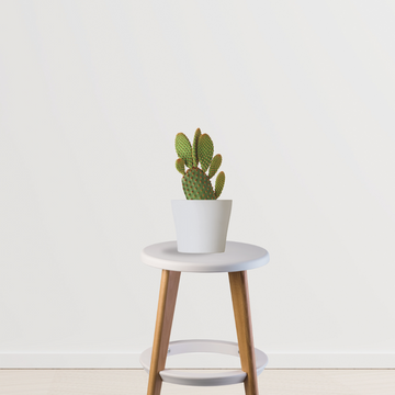 Bunny ears cactus – indoor succulent